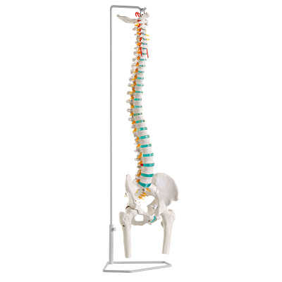 Buy Erler Zimmer “Flexible Spine” Skeleton Model - Sport-Thieme