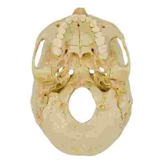 &quot;4-Part Skull – Standard&quot; Anatomy Model