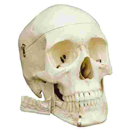 &quot;4-Part Skull – Standard&quot; Anatomy Model