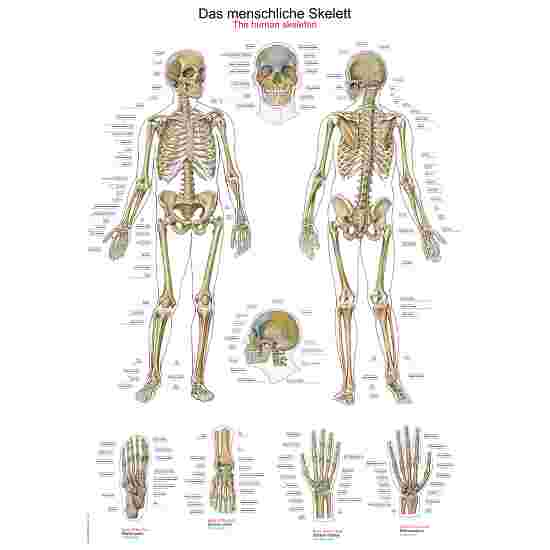 Erler Zimmer Anatomic Wall Chart The human skeleton