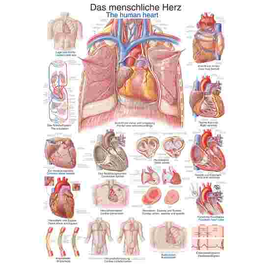Erler Zimmer Anatomic Wall Chart the human heart