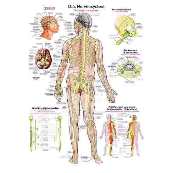 Erler Zimmer Anatomic Wall Chart the nervous system