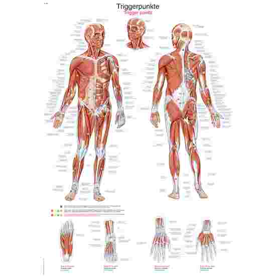 Erler Zimmer Anatomic Wall Chart the trigger points