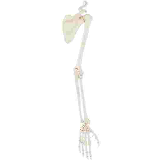 Erler Zimmer &quot;Arm Skeleton Model with Shoulder Gridle&quot; Skeleton Model