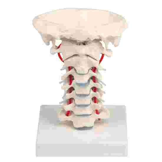 Erler Zimmer &quot;Cervical Spine with Tripod&quot; Skeleton Model