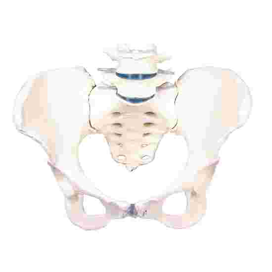 Erler Zimmer &quot;Female Pelvis with Sacrum and 2 Lumbar Vertebrae&quot; Skeleton Model