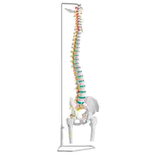 Erler Zimmer &quot;Flexible Spine&quot; Skeleton Model With pelvis and femur stumps