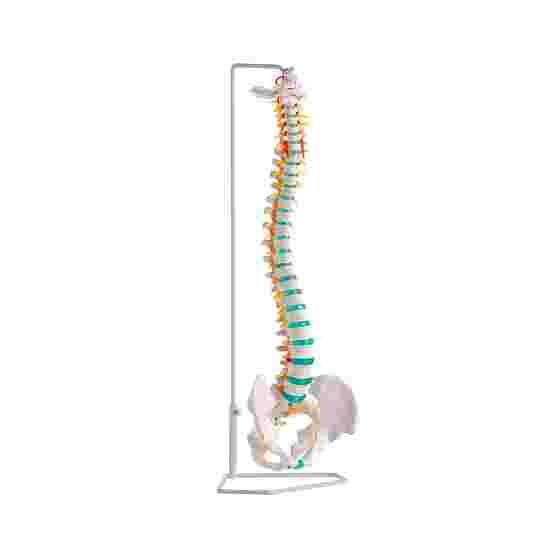 Erler Zimmer &quot;Flexible Spine&quot; Skeleton Model With pelvis