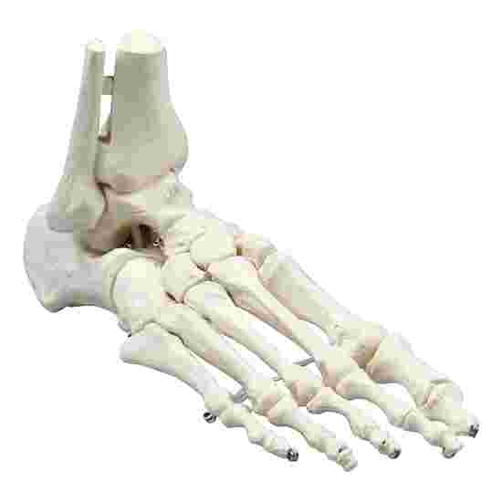 Erler Zimmer &quot;Foot Skeleton&quot; Skeleton Model Standard