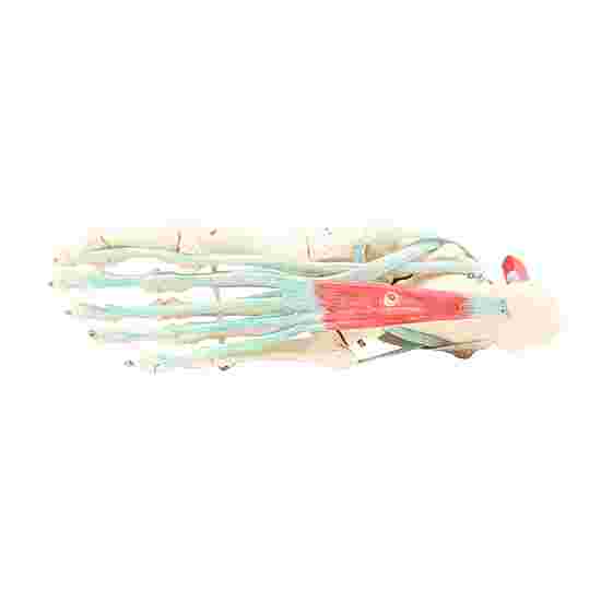 Erler Zimmer &quot;Foot Skeleton&quot; Skeleton Model With Ligaments