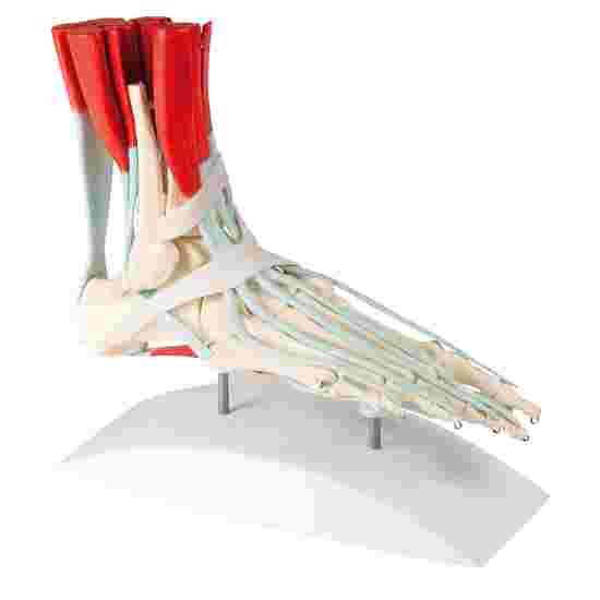 Erler Zimmer &quot;Foot Skeleton&quot; Skeleton Model With Ligaments