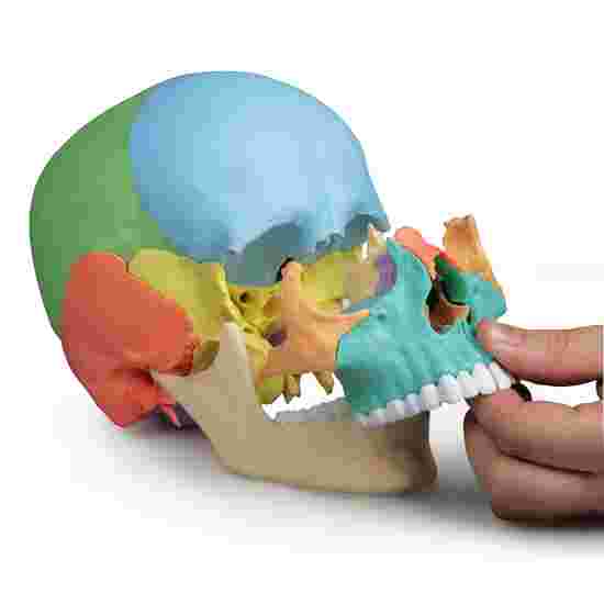 Erler Zimmer for 22-Part Osteopathy Skull Model Skeleton Model