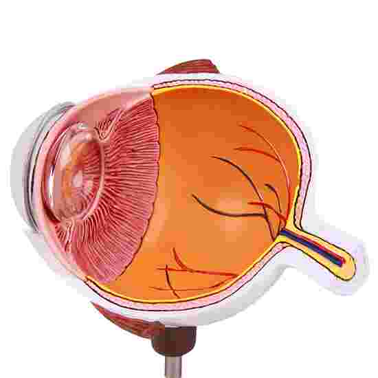 Erler Zimmer &quot;Half of the Eye&quot; Anatomy Model