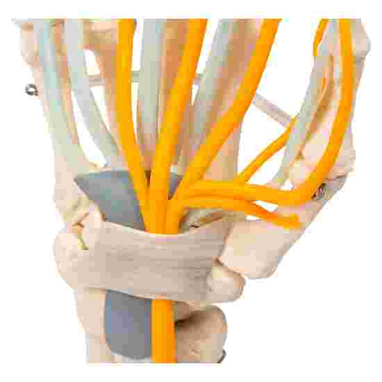 Erler Zimmer &quot;Hand Skeleton&quot; Skeleton Model With tendons, nerves and carpal tunnel