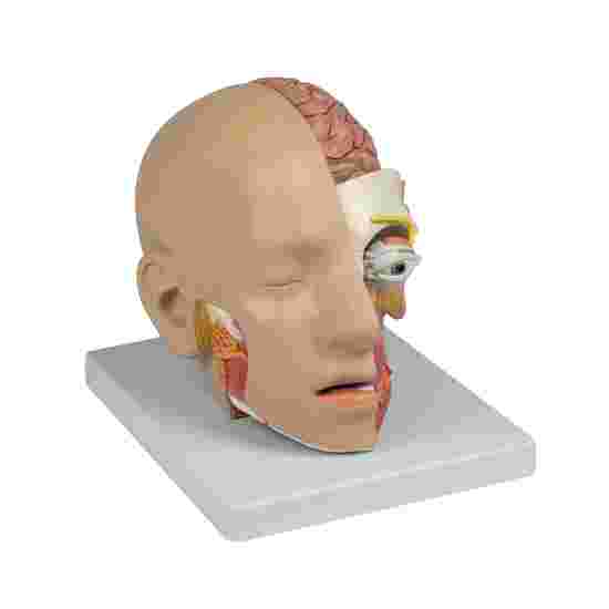 Erler Zimmer &quot;Head&quot; Anatomy Model