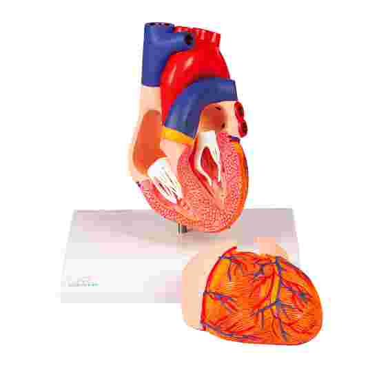 Erler Zimmer &quot;Heart&quot; Anatomy Model