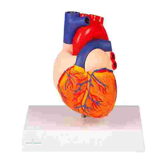 Erler Zimmer &quot;Heart&quot; Anatomy Model