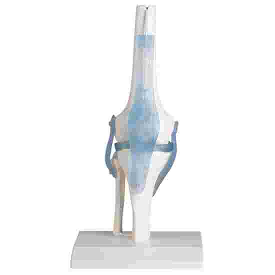 Erler Zimmer &quot;Knee Joint with Ligaments&quot; Skeleton Model