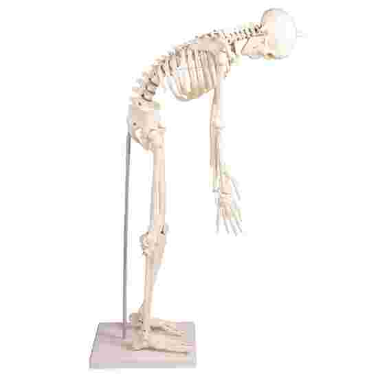 Erler Zimmer &quot;Miniature Skeleton Paul with movable Spine&quot; Skeleton Model