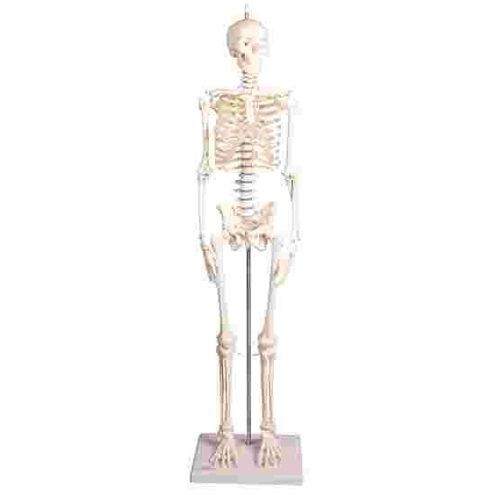 Erler Zimmer &quot;Miniature Skeleton Paul with movable Spine&quot; Skeleton Model