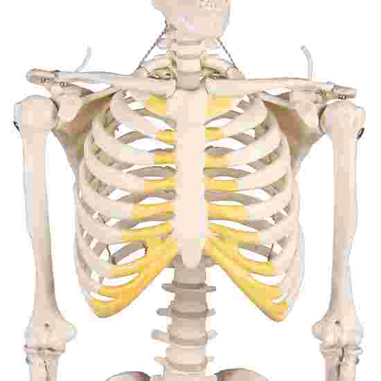 Erler Zimmer &quot;Miniature Skeleton Tom&quot; Skeleton Model