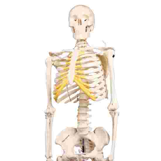 Erler Zimmer &quot;Miniature Skeleton Tom&quot; Skeleton Model