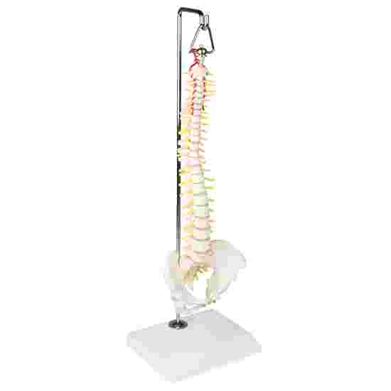Erler Zimmer &quot;Miniature Spine on hanging Tripod&quot; Skeleton Model