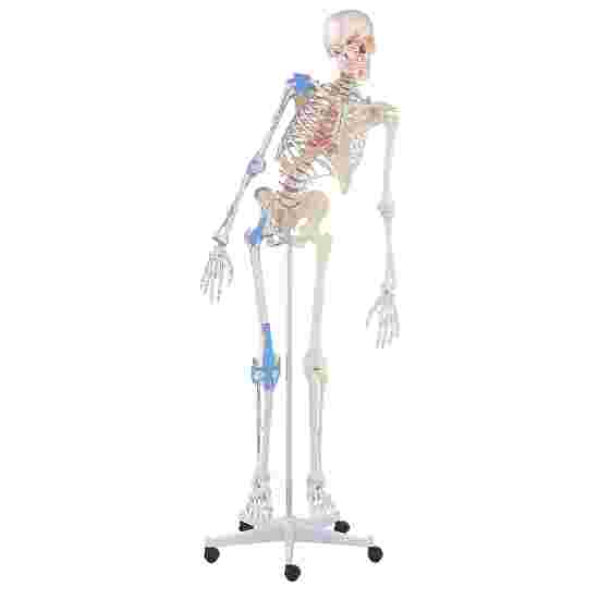 Erler Zimmer School Skeleton &quot;Max&quot;, Flexible Skeleton Model
