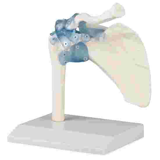 Erler Zimmer &quot;Shoulder Joint Model with Ligaments&quot; Skeleton Model