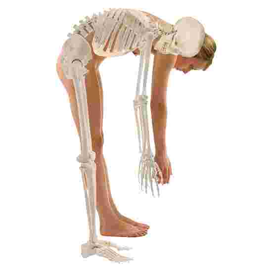 Erler Zimmer Skeleton &quot;Hugo&quot;, Flexible Skeleton Model