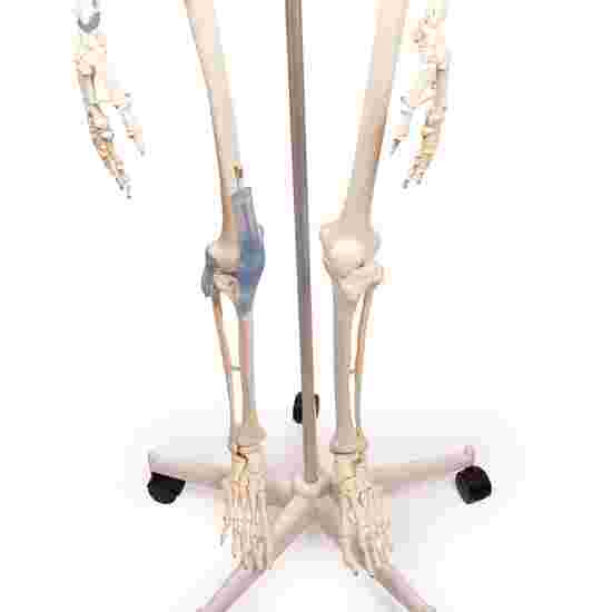 Erler Zimmer &quot;Skeleton Otto with Ligament Apparatus&quot; Skeleton Model
