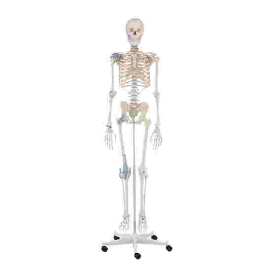 Erler Zimmer &quot;Skeleton Otto with Ligament Apparatus&quot; Skeleton Model