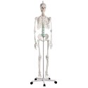 Erler Zimmer "Oscar for Schools" Skeleton Model