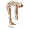 Erler Zimmer Skeleton "Hugo", Flexible Skeleton Model