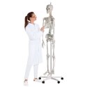 Erler Zimmer Skeleton "Hugo", Flexible Skeleton Model