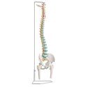 Erler Zimmer "Flexible Spine" Skeleton Model With pelvis and femur stumps