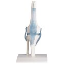 Erler Zimmer "Knee Joint with Ligaments" Skeleton Model