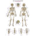 Erler Zimmer Anatomic Wall Chart The human skeleton