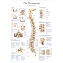 Erler Zimmer Anatomic Wall Chart The spinal cord