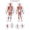Erler Zimmer Anatomic Wall Chart the human musculature