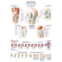 Erler Zimmer Anatomic Wall Chart the knee
