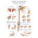 Erler Zimmer Anatomic Wall Chart the shoulder and the elbow