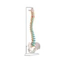 Erler Zimmer "Flexible Spine" Skeleton Model With pelvis