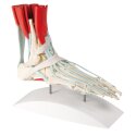 Erler Zimmer "Foot Skeleton" Skeleton Model With Ligaments