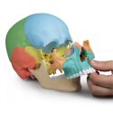 Erler Zimmer for 22-Part Osteopathy Skull Model Skeleton Model