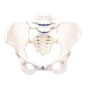 Erler Zimmer "Female Pelvis with Sacrum and 2 Lumbar Vertebrae" Skeleton Model