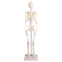 Erler Zimmer "Miniature Skeleton Paul with movable Spine" Skeleton Model