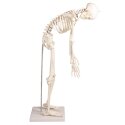 Erler Zimmer "Miniature Skeleton Paul with movable Spine" Skeleton Model