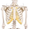 Erler Zimmer "Miniature Skeleton Tom" Skeleton Model