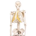 Erler Zimmer "Miniature Skeleton Tom" Skeleton Model